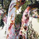 Eucalyptus, Tree, Fallbrook tree