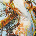 Eucalyptus portrait, rainbow eucalyptus